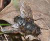 Pollenia sp.